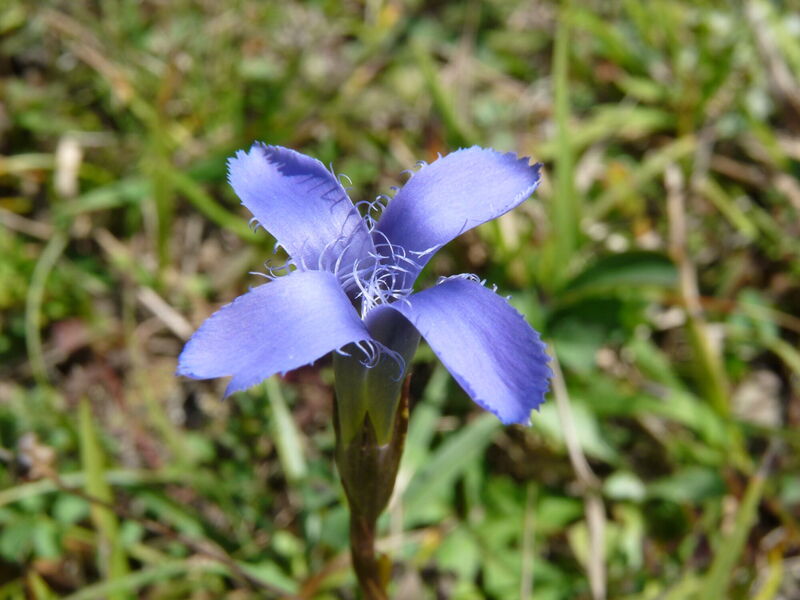 einzelner, blau blühender Fransenenzian auf einer Wiese