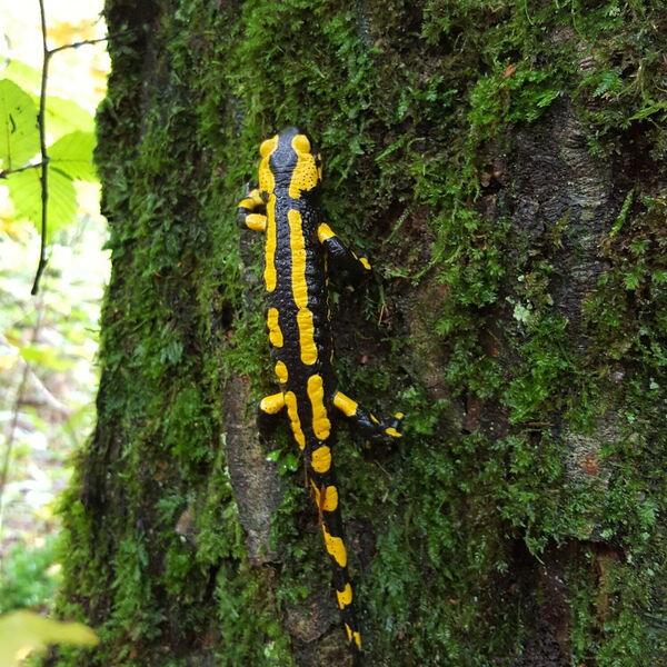 Feuersalamander klettert einen bemoosten Baumstamm hoch