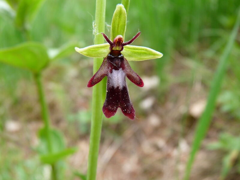 einzelne, rotbraunfarbene Orchideenblüte der Fliegen-Ragwurz