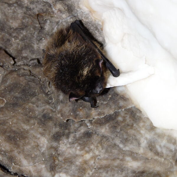 Fledermaus sitzt in einer an der Gesteinswand mit weißem Alabaster