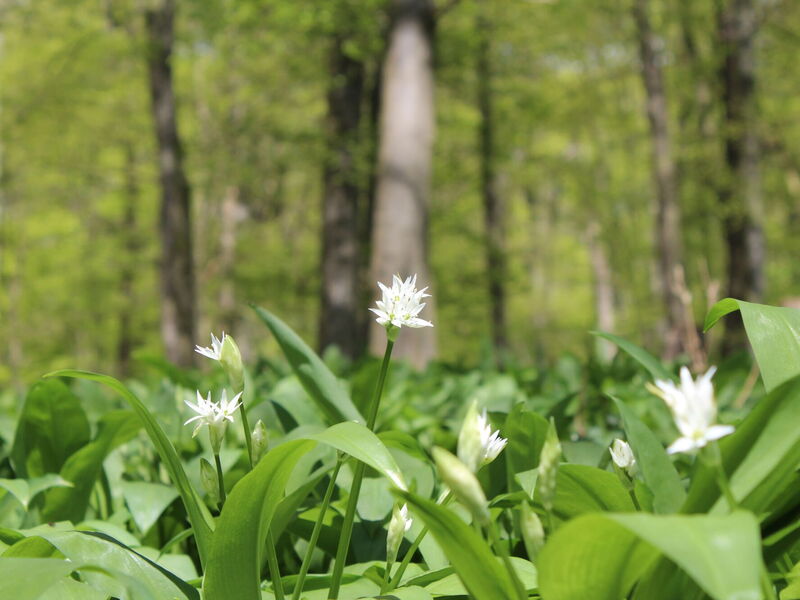 weiß blühender Bärlauch im Wald