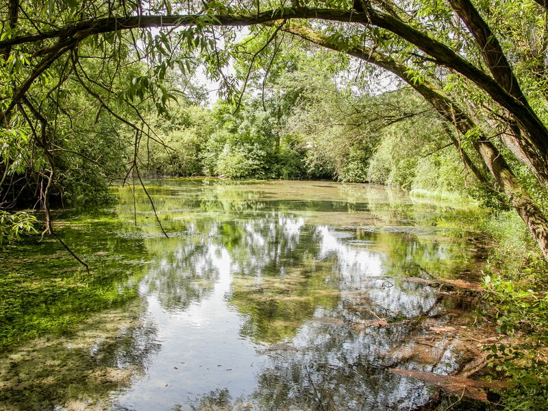 Wasserfläche mit umgebender Ufervegetation mit Bäumen und Sträuchern