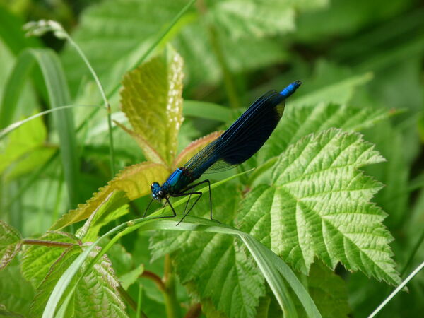 blauschwarze Libelle sitzt auf einem Gras