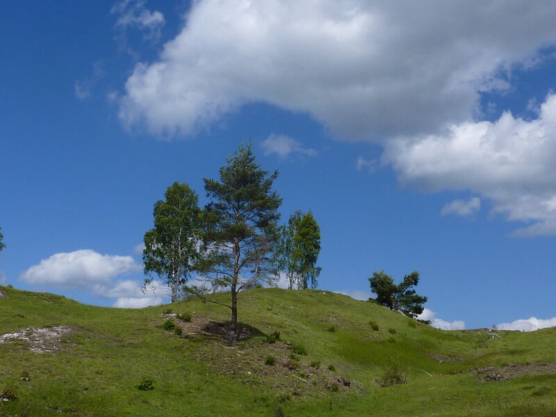 hügelige, kurzrasige Weidelandschaft mit einzeln stehenden älteren Birken- und Kiefernbäumen. An einer Stelle ist am Boden weißes Gipsgestein sichtbar. Der blauer Himmel ist locker bewölkt.