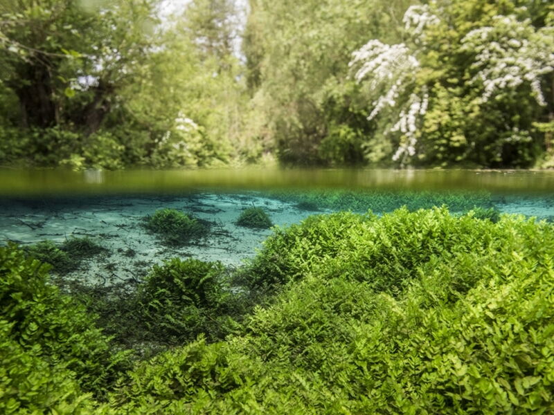 Blick unter und über den Wasserspiegel mit Unterwasservegetation und begrüntem Uferbereich