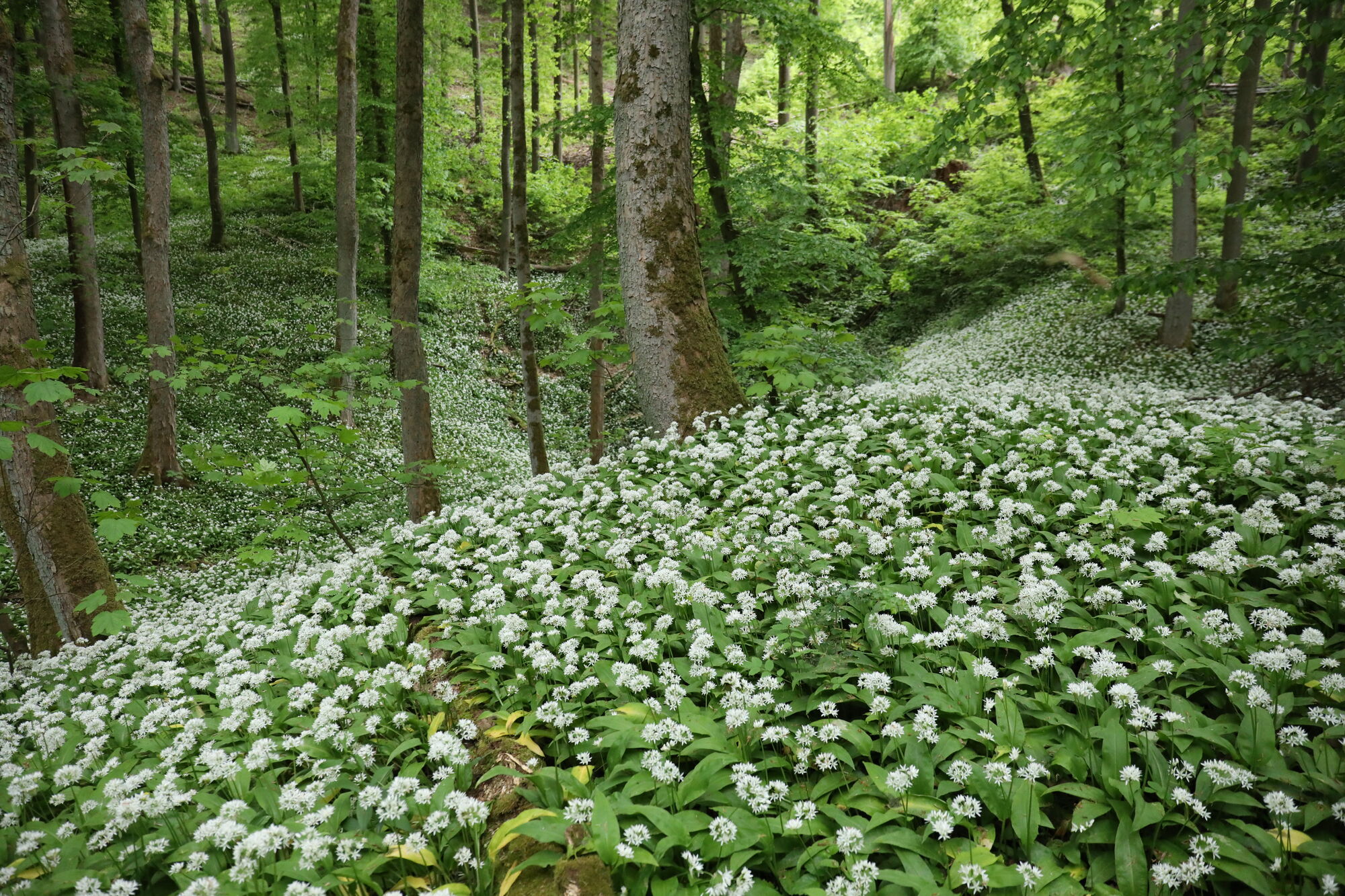 viele weiß blühende Bärlauchpflanzen am Waldboden