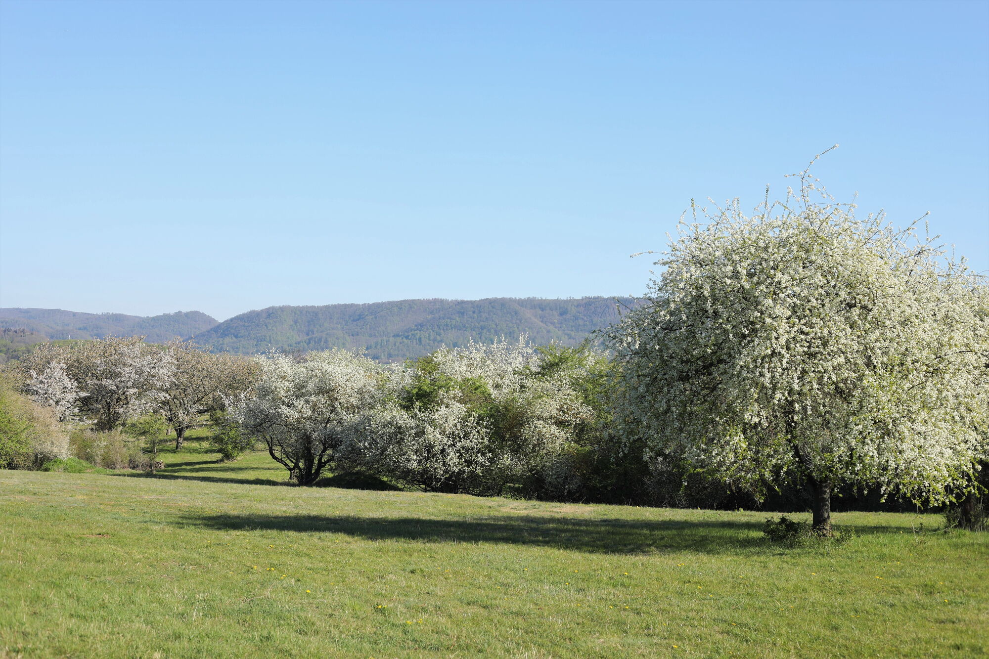 blühende, hochstämmige Obstbäume; im Hintergrund bergiger Höhenzug und blauer Himmel