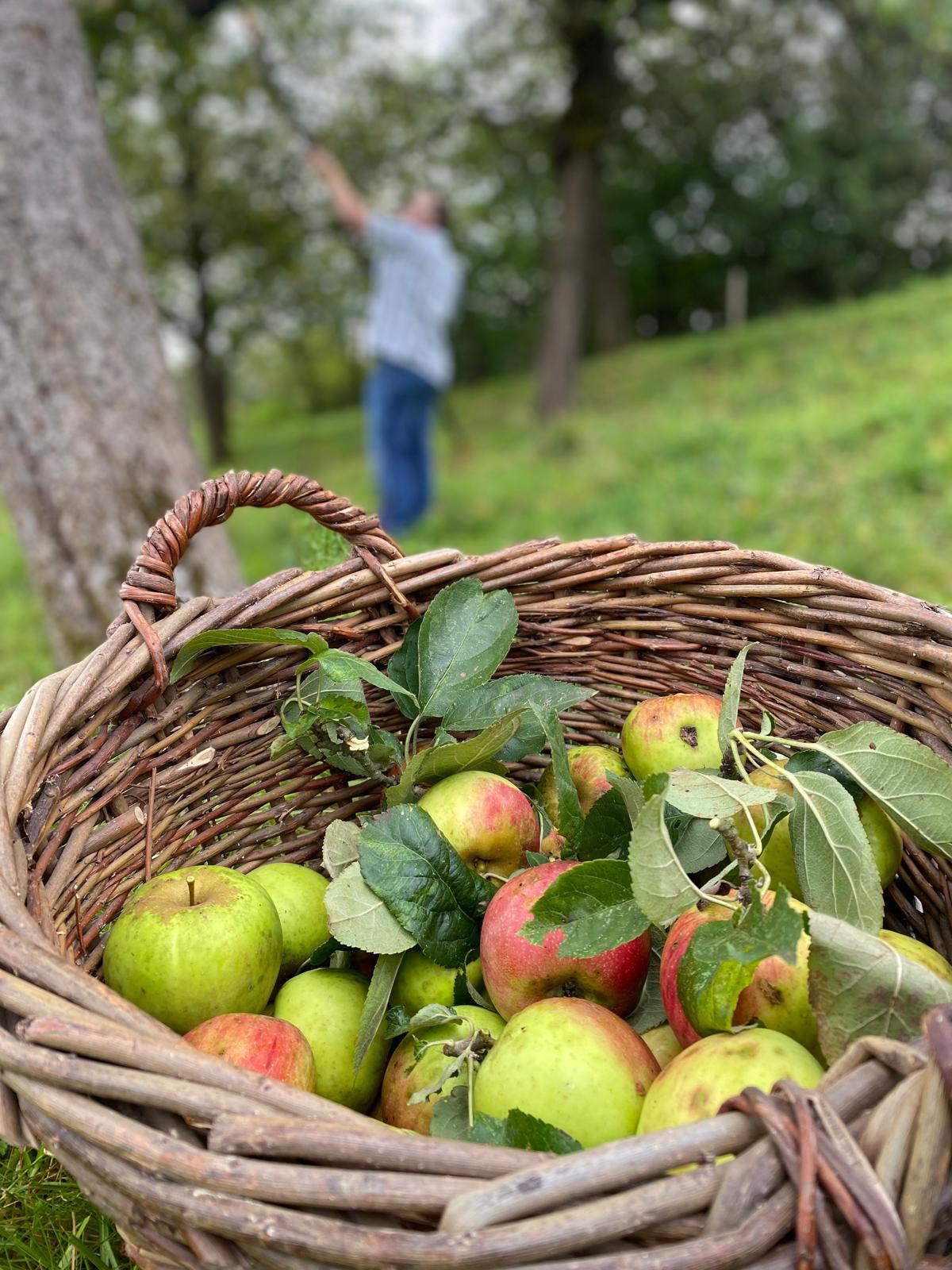 Ein mit reifen Äpfeln gefüllter Korb steht auf einer Streuobstwiese