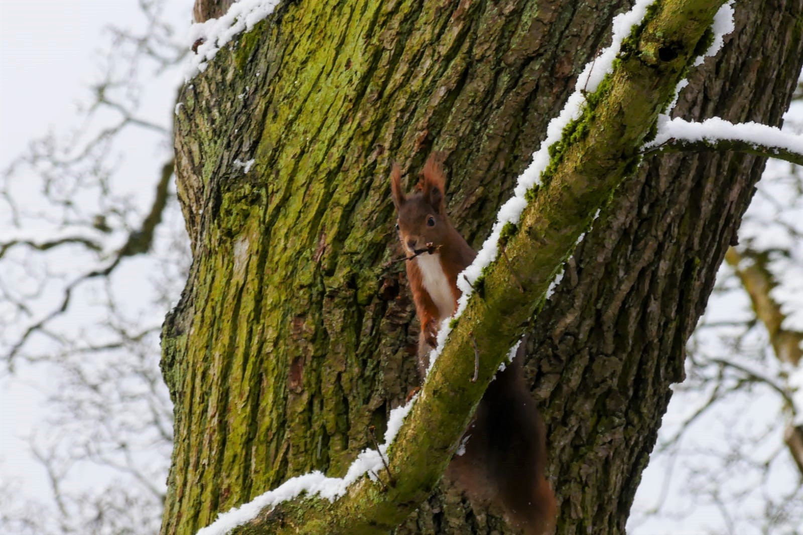 Ein Eichhörnchen sitzt auf einem leicht mit Schnee bedeckten Ast im Baum und hat einen Zweig im Maul
