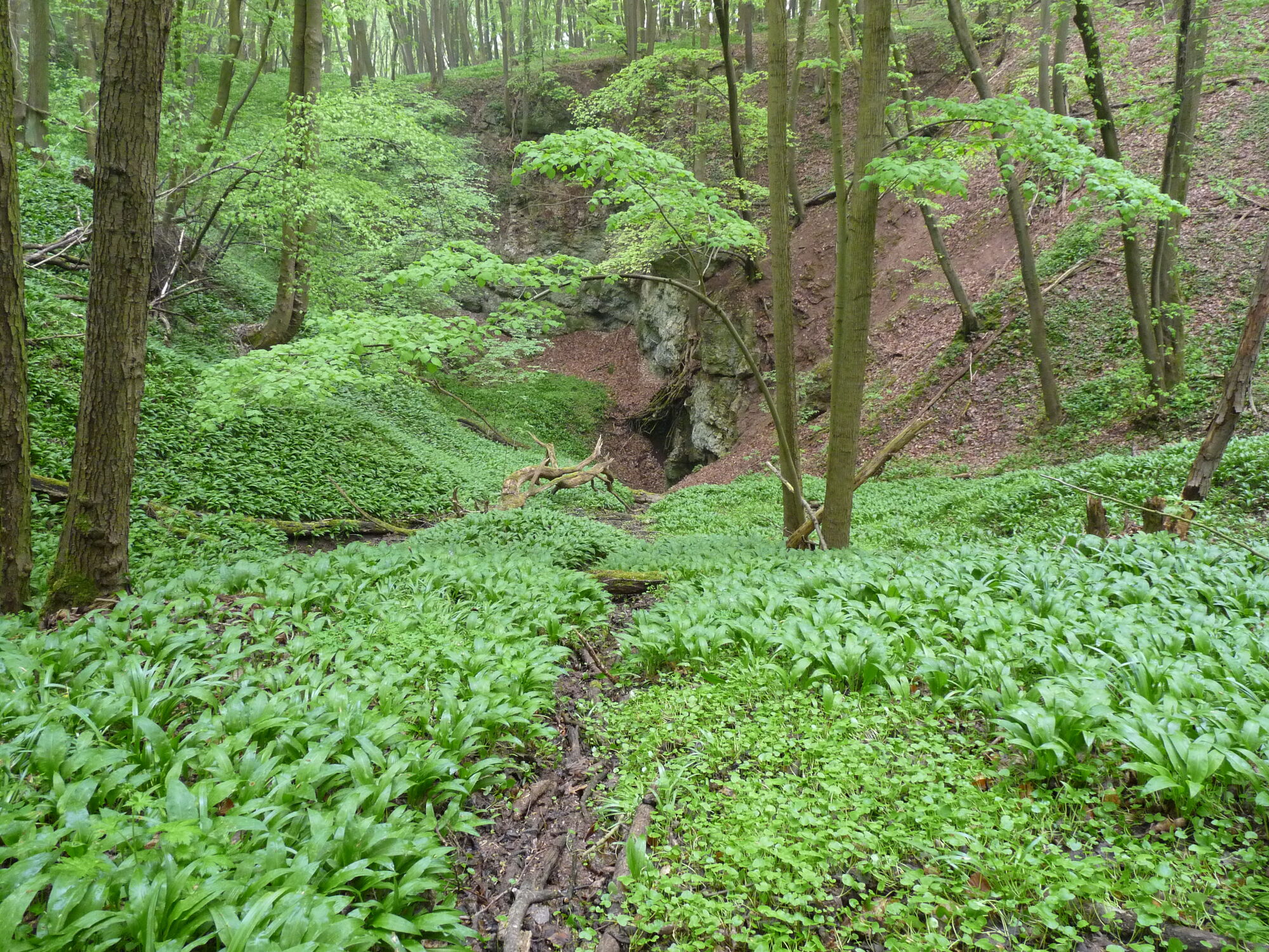 große, trichterartige Vertiefung im Waldboden mit Bärlauchteppich und Baumbestand