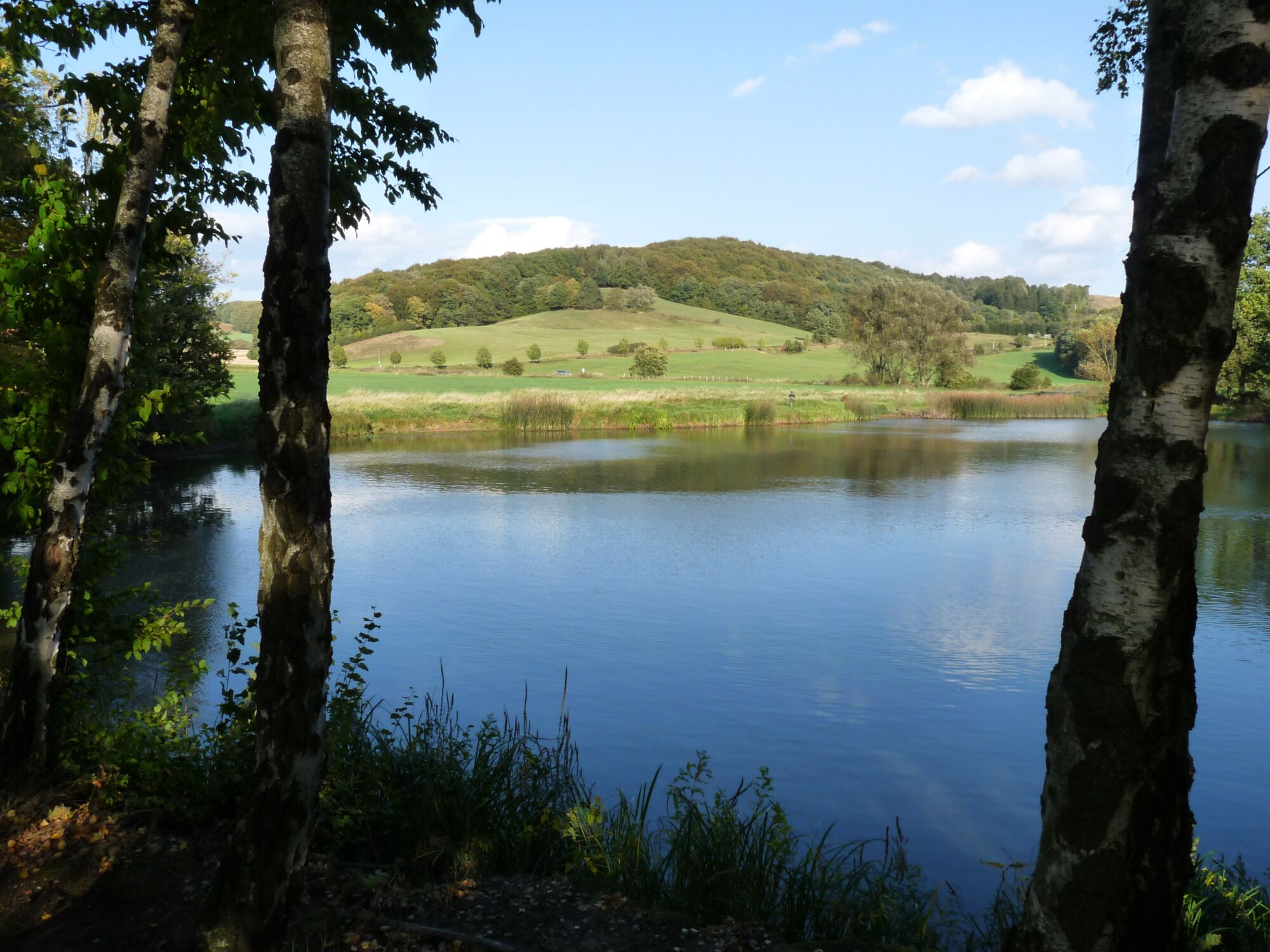 Blick über eine Wasserfläche, im Hintergrund sind Wiesen- und Waldflächen zu sehen