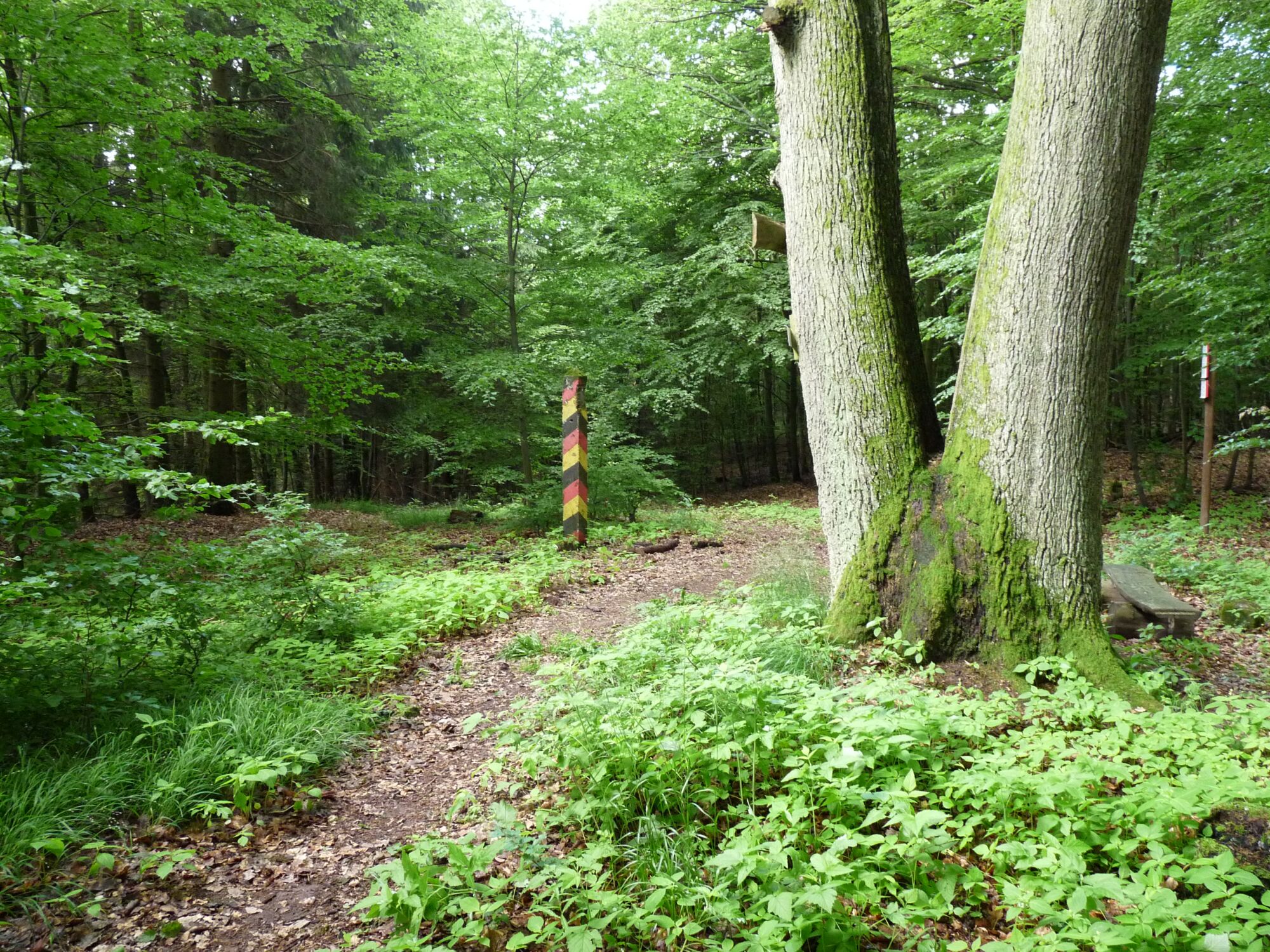 am Wegesrand im Wald steht ein mächtiger Eichenzwiesel und gegenüber ein historischer Grenzpfahl, der in den Farben schwarz, rot und gold gestreift ist